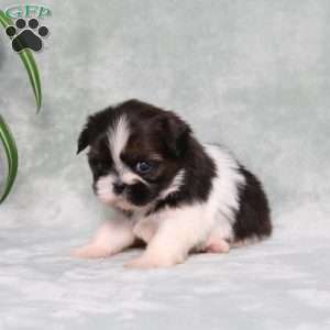 Blueberry, Shih Tzu Puppy